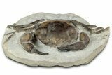 Eocene Fossil Crab (Pulalius) - Washington State #345514-2